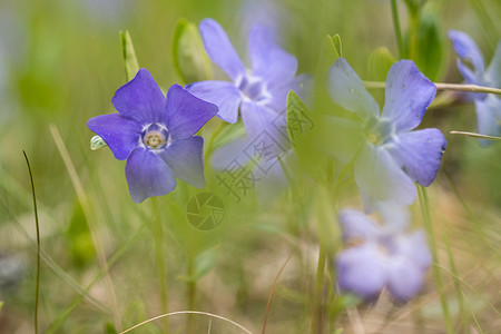 低视角的蓝花矮长春花高清图片素材