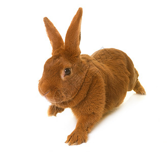 布戈格纳兔子棕色工作室乡村动物宠物农业背景图片
