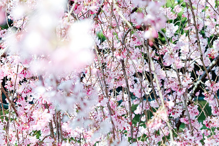 樱花花文化城市季节粉色樱花摄影公共公园花头省会植物背景图片
