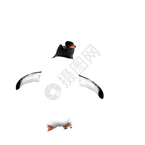 Gentoo 企鹅用白色背景特写图片素材