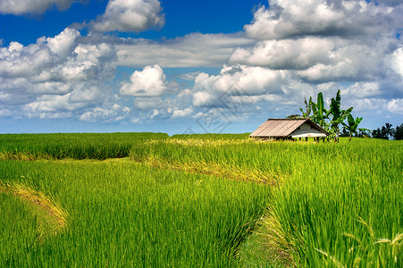 格拉条印度尼西亚巴厘岛的稻田风景粮食收成梯田线条文化乌布农民农场生长背景