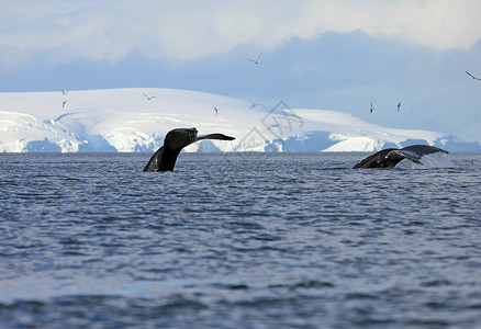 海面上的鲸鱼鲸尾尾毛皮海洋哺乳动物海豹野生动物游猎旅行冒险鲸鱼动物背景