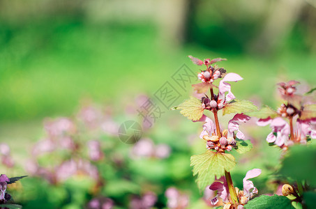 花朵盛满紫色鲜花的公主植物群摄影宏观荨麻野花草本植物植物学杂草房间双年展背景图片