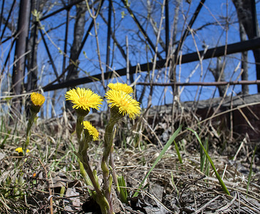 初春的鲜花 母亲和继母森林草本植物草地地面后妈药品季节花芽黄色植物背景