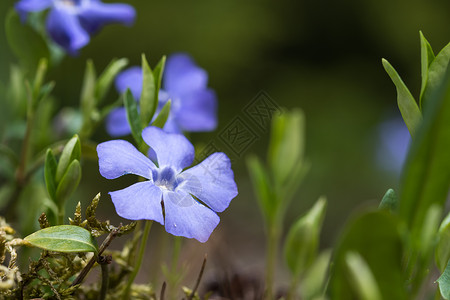 蓝花合上花瓣高清图片素材