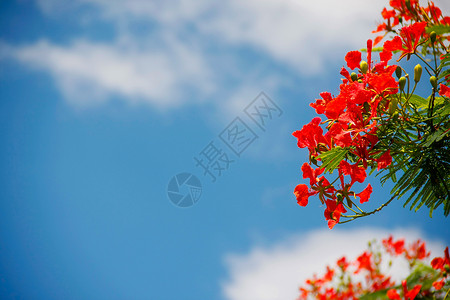 猩红孔雀花叶子灌木植物群天堂天空蓝色异国情调花园植物背景