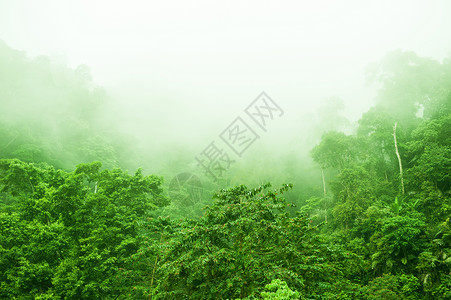 雾中雨林背景