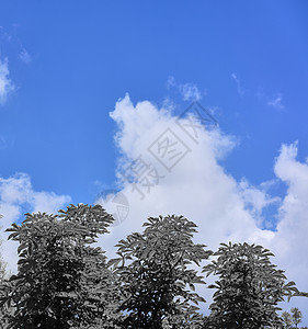 黑白 · 自然之美 · 蓝色背景 · 蓝天 · 蓝天思考 · 蓝天 · 蓝 · 云 · 云 · 植物 · 树 · 木本植物背景图片