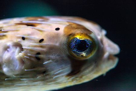 河豚鱼鱼有双闪亮的眼神 它们的眼睛会闪闪发光豪猪雀斑热带河豚背景