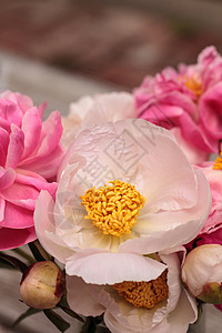 白花和粉红小马花白牡丹牡丹牡丹花粉色花园粉红色浪漫花束背景图片