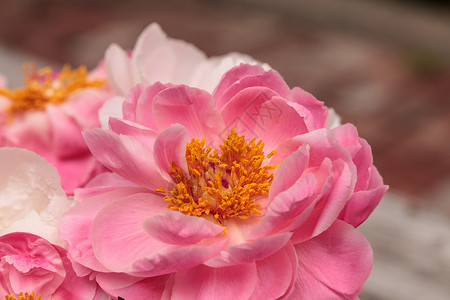 牡丹花束白花和粉红小马花牡丹浪漫白牡丹粉红色花束粉色花园牡丹花背景