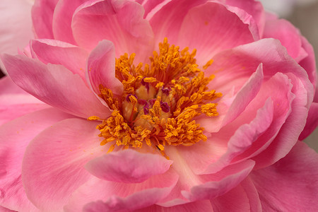 白花和粉红小马花粉红色牡丹花粉色花园白牡丹牡丹浪漫花束背景图片
