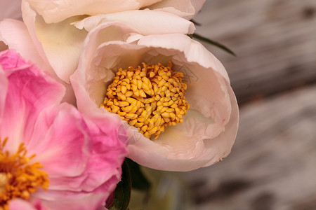 白花和粉红小马花浪漫白牡丹花束粉红色牡丹花园粉色牡丹花背景图片