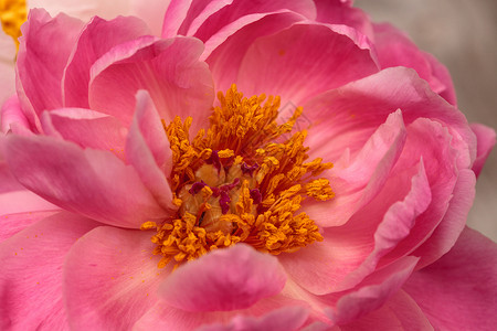 白花和粉红小马花牡丹花牡丹花园粉红色白牡丹浪漫花束粉色背景图片