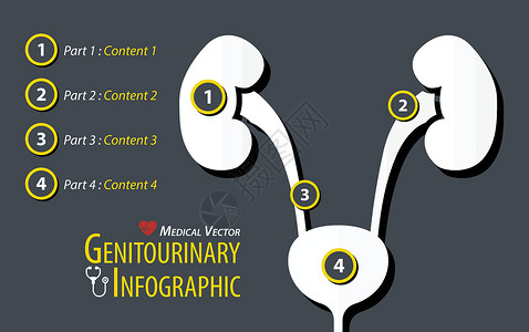 泌尿生殖系统生殖器官本科 平板设计插画
