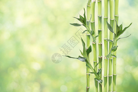 天然背景的幸运竹竹叶子娱乐植物冬科文化生长温泉热带绿色风水背景图片