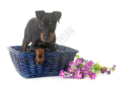 小狗 曼切斯特黑色工作室篮子动物宠物猎犬高清图片