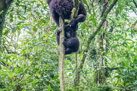 背婴带山婴大猩猩在树上玩耍动物学灵长类濒危婴儿热带动物冒险哺乳动物野生动物食草背景