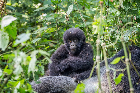 银背大猩猩山地大猩猩宝宝的近身家庭旅行动物热带冒险荒野人猿丛林大猿婴儿背景