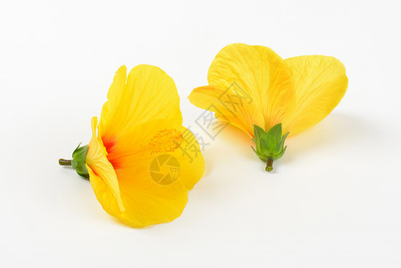 黄色的象形花开花热带植物群情调异国植物背景图片