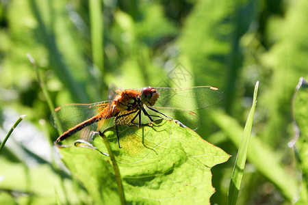 一片草地上的橙苍蝇玻璃休息动物昆虫橙子生活宏观叶子眼睛花园薄的高清图片素材