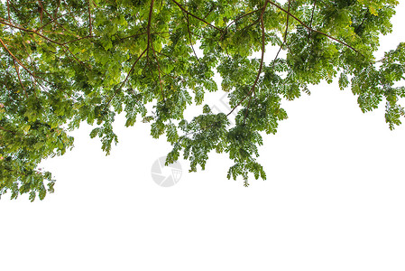 秋日盛惠森林中的秋树从地面上看孤立在惠特天气森林环境晴天插图植物植物学阴影绿色植物场地背景