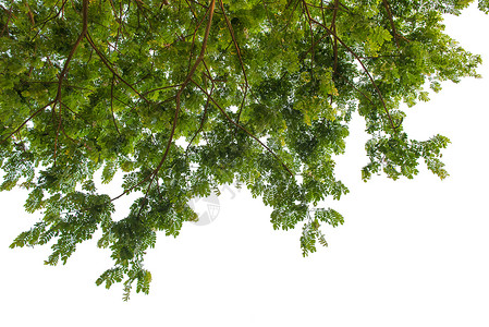 秋日盛惠森林中的秋树从地面上看孤立在惠特绿色植物场景天气植物学木头草地森林季节叶子插图背景
