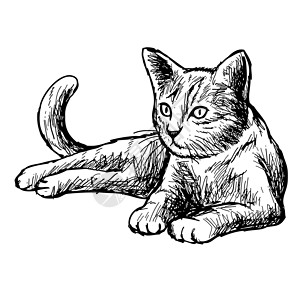 小猫小猫的手画图朋友动物艺术毛皮宠物插图老虎猫咪哺乳动物涂鸦艺术的高清图片素材