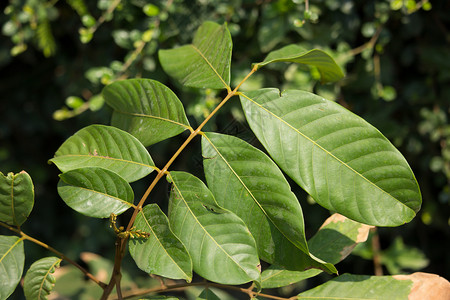 拉布丁果绿叶叶子花园绿色热带植物背景图片