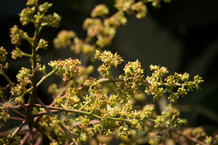 芒果树开花的芒果花热带水果背景图片
