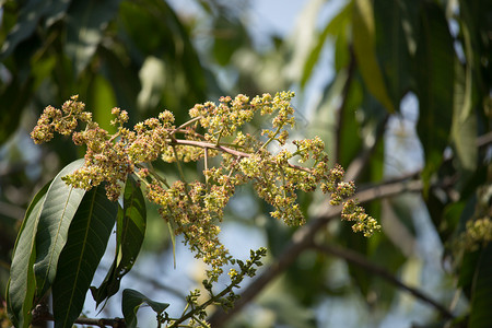 芒果树开花的芒果花热带水果背景图片