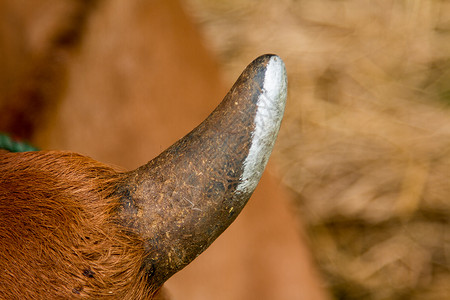 近效     牛角耕作和农业动物农村鼻子草地喇叭牛肉哺乳动物牧场国家水牛农场高清图片素材
