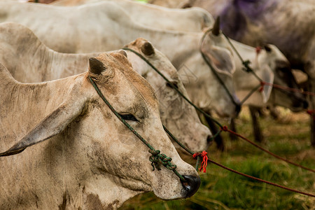 以马厩为单位的布拉曼牛群农村栅栏国家食物鼻子动物奶牛农场哺乳动物牛棚公牛高清图片素材