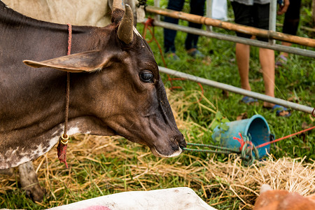 以马厩为单位的布拉曼牛群哺乳动物奶牛动物稻草草地牛肉奶制品农场牧场农业栅栏高清图片素材