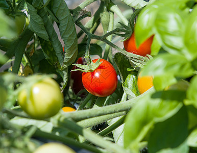 番茄提取蔬菜水果阳光食物红色背景图片
