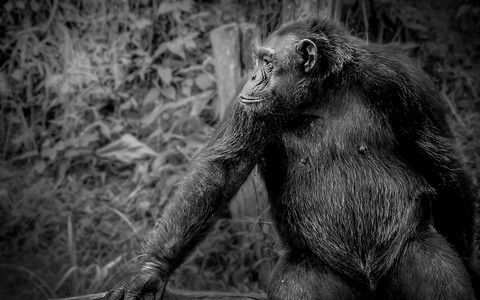 大型猴子猜谜背景白色财富动物国王狒狒丛林灵长类野生动物卡通片黑猩猩背景图片