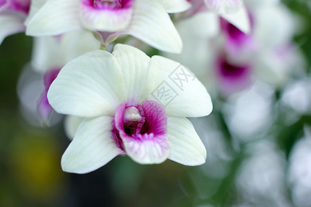 白色紫色美丽黄色兰花花异国植物白色情调紫色绿色花瓣美丽粉色植物群背景