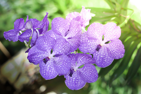 紫兰花花美丽植物群兰花紫色植物学粉色热带宏观花瓣植物紫色的高清图片素材