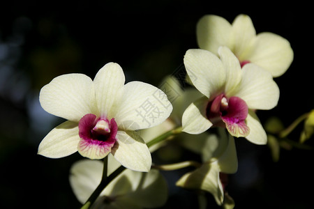 黄色和柔软的粉红兰花花美丽紫色热带宏观植物兰花粉色白色植物群植物学异国情调高清图片素材