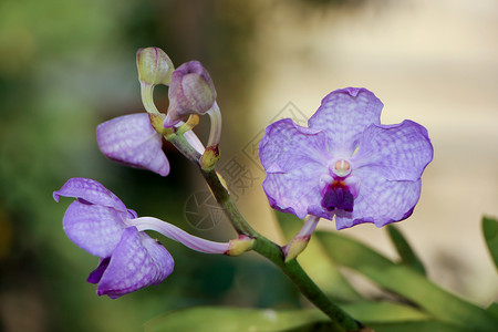 紫兰花花植物群花瓣热带粉色兰花紫色白色植物学美丽宏观开花高清图片素材
