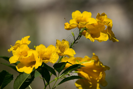 黄花的近距离 黄老绿色黄色喇叭藤蔓喇叭花植物背景图片
