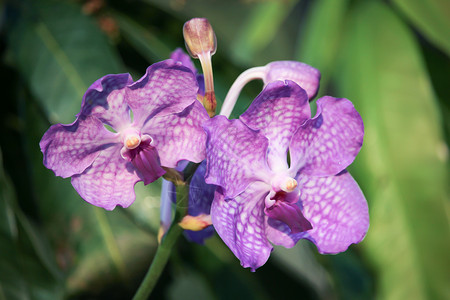 紫兰花花热带粉色植物群兰花紫色植物美丽花瓣宏观植物学白色的高清图片素材