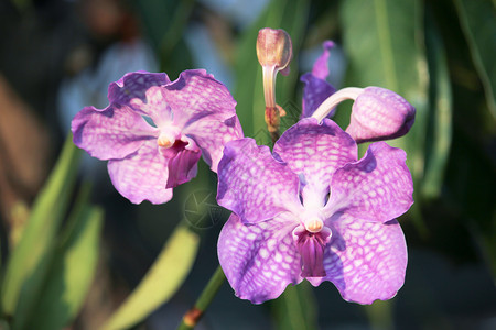 紫兰花花白色紫色粉色花瓣植物群热带宏观兰花植物美丽异国情调高清图片素材