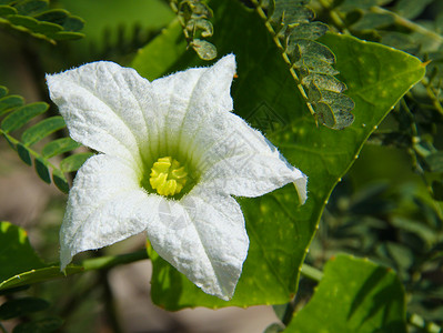 常春藤葫芦花园艺花园木头葫芦墙纸树桩白色花瓣生长绿色背景图片