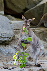 贝内特澳大利亚尾巴高清图片