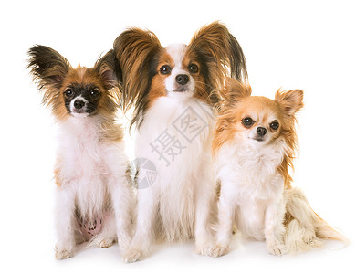 三只小狗三色工作室宠物团体动物背景图片