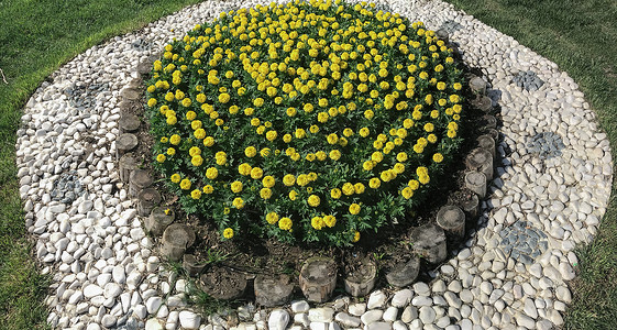 黄黄色花花景观项目背景图片