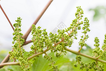 树藤上有绿叶子的绿小葡萄植物群植物生长饮食酒厂收成藤蔓国家水果宏观背景图片