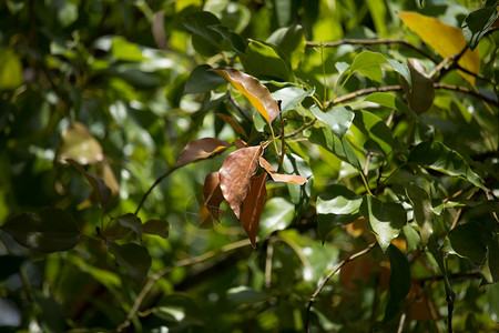 槭树科绿色的自然高清图片