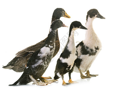 鸭子群家禽工作室团体小鸭子杂交种动物高清图片